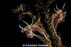[:B:]Double nudi[:/B:] by Francesco Pacienza 